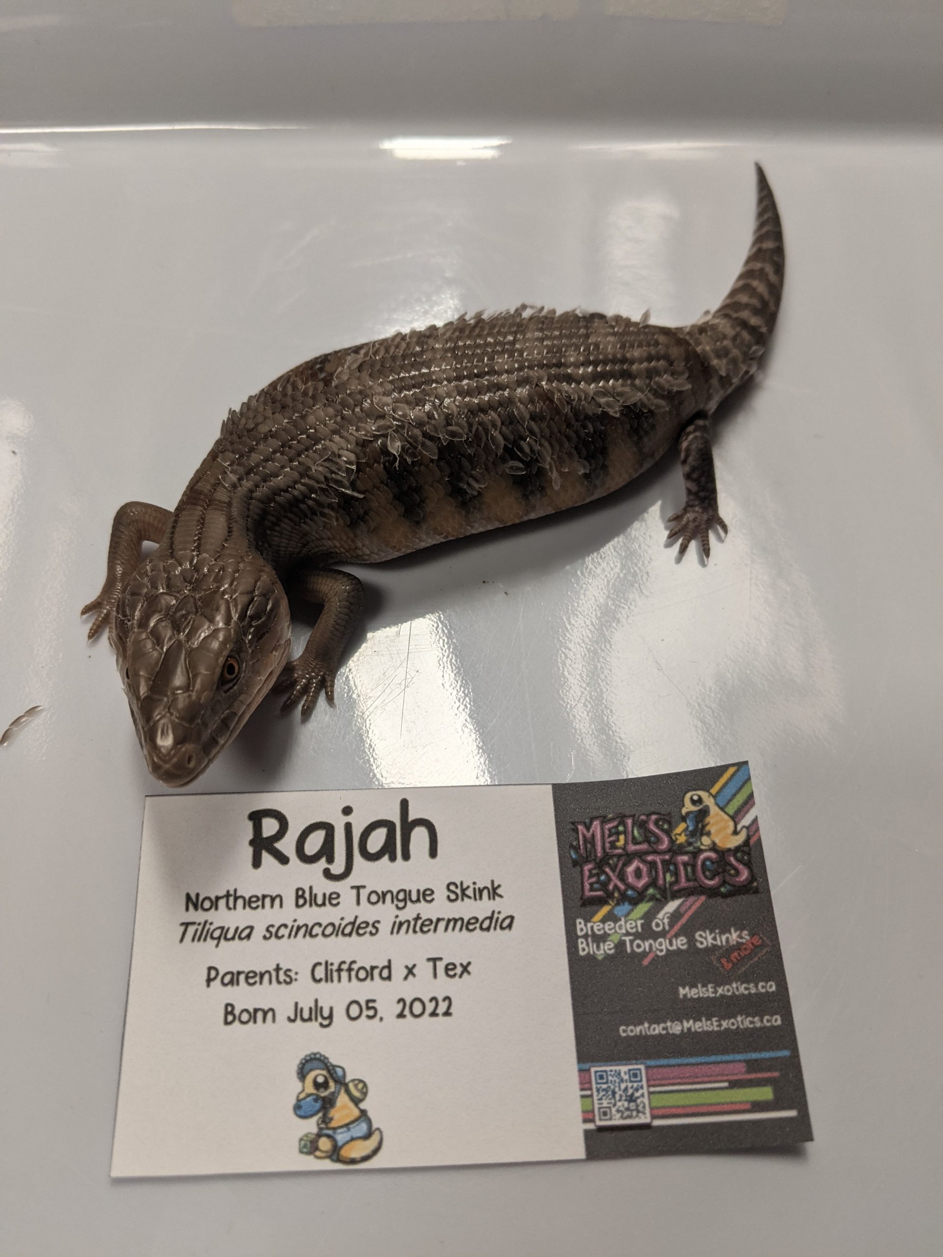 Blue tongue skink store petco