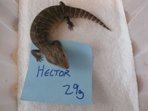 Hector 2w