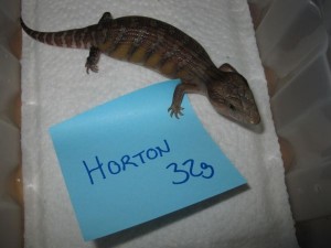 Horton 2w