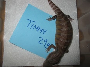 Timmy 2w