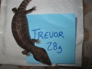 Trevor 2w