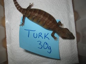 Turk 2w