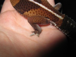 Shed on gecko foot