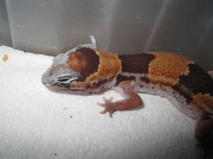 Shed on gecko head