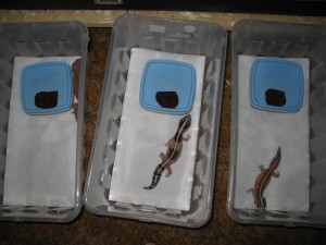 Cleaning Geckos