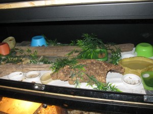 Gecko Colony