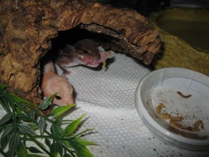 Gecko Colony