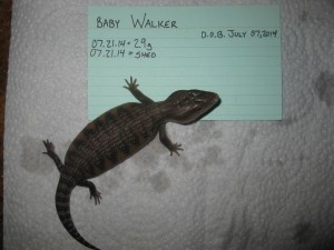 Walker - 2 weeks