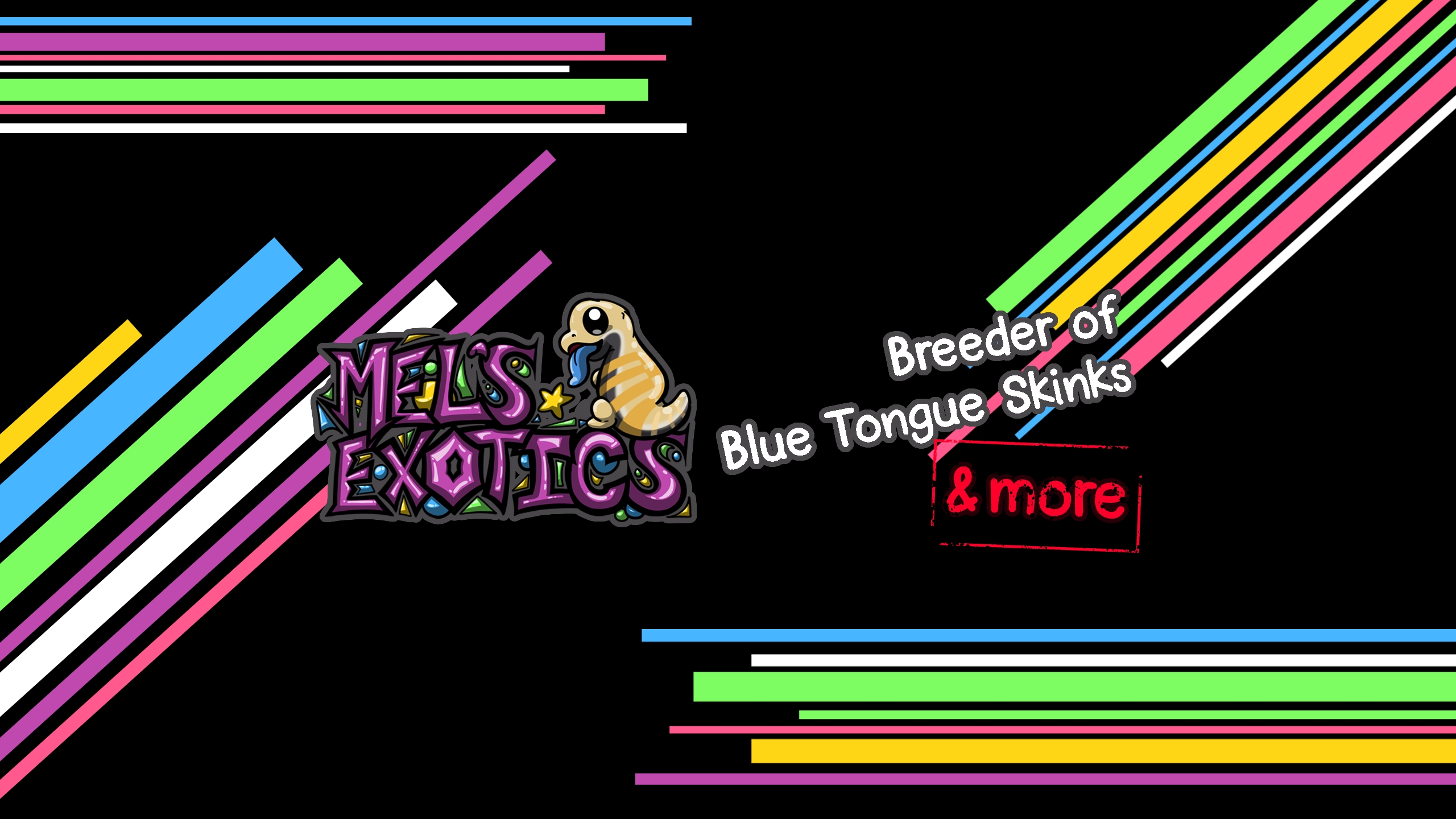 Mel's Exotics, Breeder of Blue Tongue Skinks and More